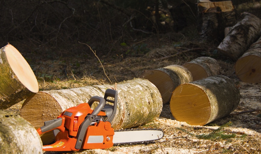 Tree Removal